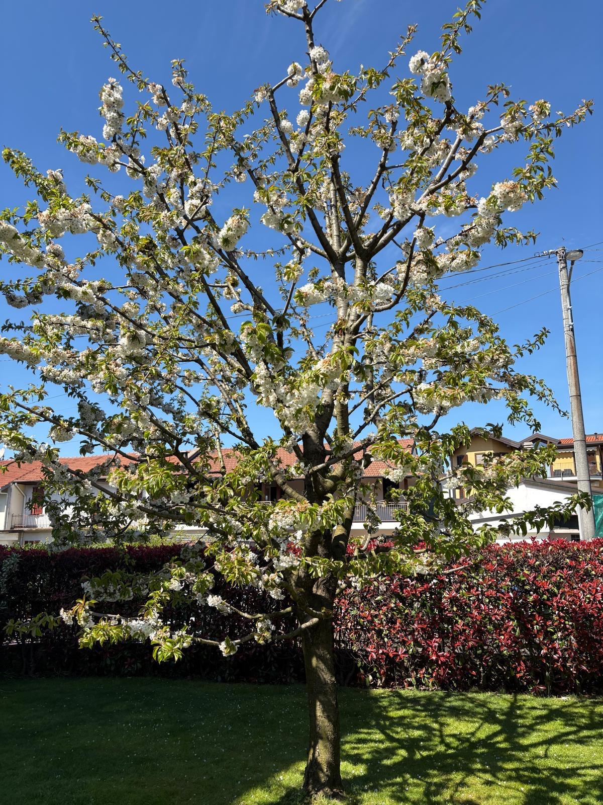 Ciliegio in fiore