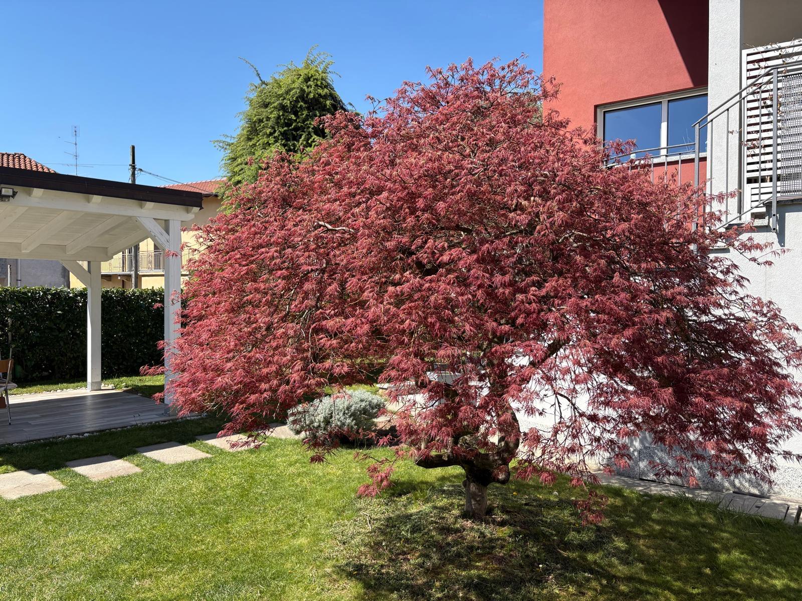 Acero giapponese in giardino